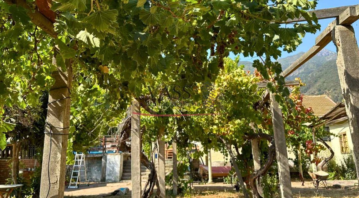 canchita2 (1)