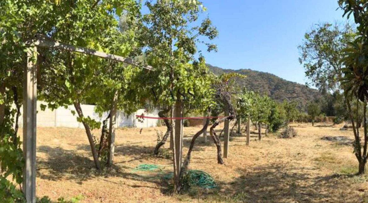 canchita2 (10)